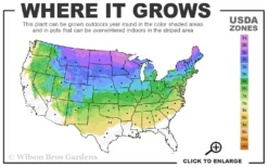 Fire Chief Arborvitae - 2 Gallon Pot -Outlet Leaf Echoes Store 3a 8a 1