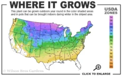 Kim's Knee High Coneflower (Echinacea) - 1 Gallon Pot -Outlet Leaf Echoes Store 3a 8b 10