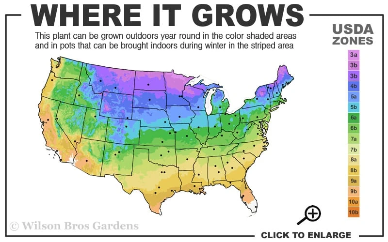 Blazing Star Gayfeather (Liatris Spicata) - 1 Gallon Pot 3 Blazing Star Gayfeather (Liatris Spicata) - 1 Gallon Pot - Image 3