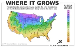 Silver Maple Tree (Acer Saccharinum) - 3 Gallon Pot -Outlet Leaf Echoes Store 3a 9b 28