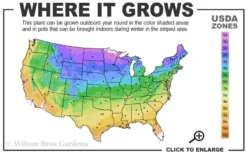 Idyllwild Juniper (Red Cedar) - 7 Gallon Pot (3-4') -Outlet Leaf Echoes Store 3b 9b