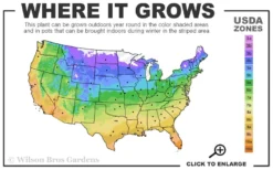 White Drift Rose - 1 Gallon Pot -Outlet Leaf Echoes Store 4a 11 1