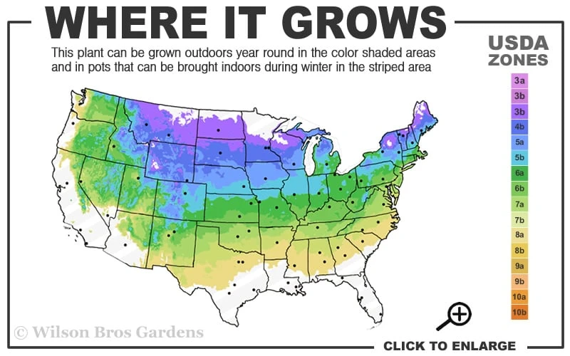 Admiration Barberry - 1 Gallon Pot 3 Admiration Barberry - 1 Gallon Pot - Image 3
