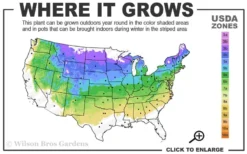 Admiration Barberry - 3 Gallon Pot -Outlet Leaf Echoes Store 4a 8a 2