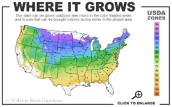 Northern Red Oak Tree (Quercus Rubra) - 1 Gallon Pot -Outlet Leaf Echoes Store 4a 8b 10