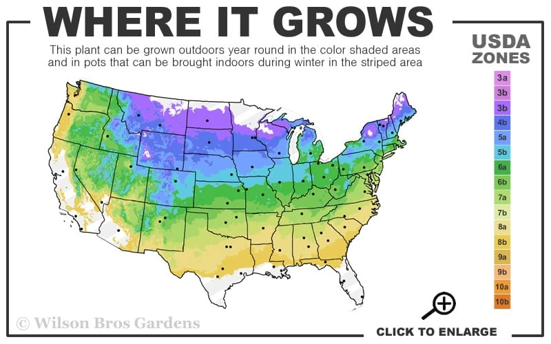 Northern Red Oak Tree (Quercus Rubra) - 3 Gallon Pot 3 Northern Red Oak Tree (Quercus Rubra) - 3 Gallon Pot - Image 3
