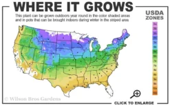 Visions In Red Astilbe - 1 Gallon -Outlet Leaf Echoes Store 4a 9a