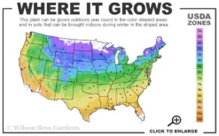 Prairie Winds Apache Rose Switchgrass (Panicum) - 1 Gallon Pot -Outlet Leaf Echoes Store 4a 9b