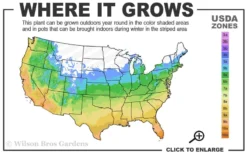 Yellow Groove Bamboo (Phyllostachys Aureosulcata) - 3 Gallon Pot (4-6'+) -Outlet Leaf Echoes Store 5a 10b 3
