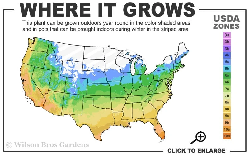 Red Margin Bamboo - Phyllostachys Rubromarginata - 3 Gallon Pot (2-4' HT) 3 Red Margin Bamboo - Phyllostachys Rubromarginata - 3 Gallon Pot (2-4' HT) - Image 3