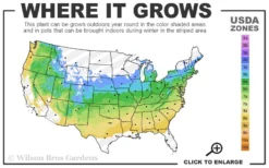 Double Take 'Scarlet' Flowering Quince - 3 Gallon Pot -Outlet Leaf Echoes Store 5a 8b 1