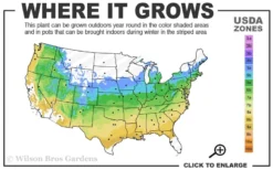 The Georgia Peach Shrub Rose - 1 Gallon Pot -Outlet Leaf Echoes Store 5a 9a