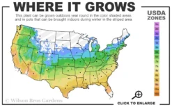 Zuzu Flowering Cherry (Prunus Incisa 'Rinpo') - 3 Gallon Pot -Outlet Leaf Echoes Store 5a 9b 9