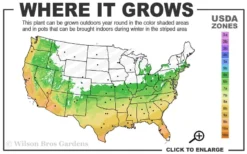 Blush Pink Nandina - 6 Pack Of 1 Gallon Pots -Outlet Leaf Echoes Store 6a 10a 1