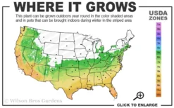 Double Feature Red Crape Myrtle - 3 Gallon Pot -Outlet Leaf Echoes Store 6a 10a 3