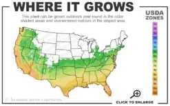 Sunshine Ligustrum - 2 Gallon Pot 10 Sunshine Ligustrum - 2 Gallon Pot -Outlet Leaf Echoes Store 6a 10b 2
