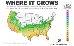 Dwarf Green Stripe Bamboo (Pleioblastus Viridistriatus) - 1 Gallon Pot -Outlet Leaf Echoes Store 6a 11 16