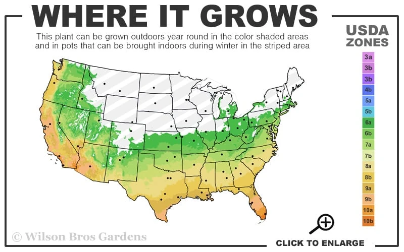 Dwarf Green Stripe Bamboo - Pleioblastus Viridistriatus - 2 Gallon Pot 3 Dwarf Green Stripe Bamboo - Pleioblastus Viridistriatus - 2 Gallon Pot - Image 3