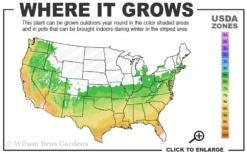 Natchez White Crape Myrtle - 3 Gallon Pot 9 Natchez White Crape Myrtle - 3 Gallon Pot -Outlet Leaf Echoes Store 6a 9b 63