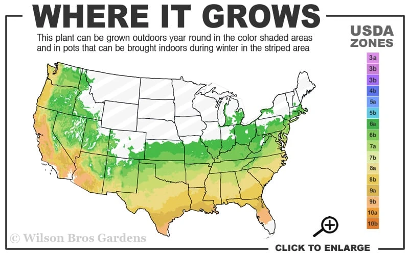 Olive Martini Elaeagnus - 1 Gallon Pot 3 Olive Martini Elaeagnus - 1 Gallon Pot - Image 3