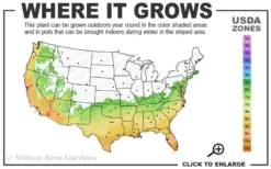 My Fair Myrtle Crape Myrtle (Lagerstroemia) - 3 Gallon Pot -Outlet Leaf Echoes Store 6b 10b
