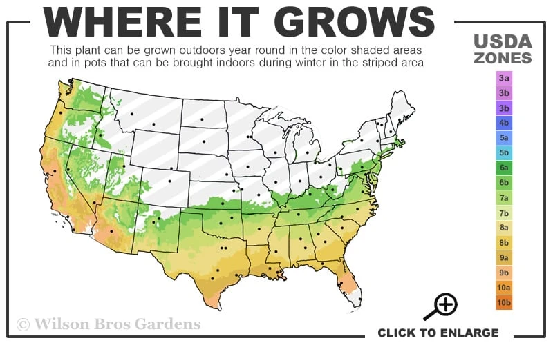 Muskogee Lavender Crape Myrtle - 1 Gallon Pot 3 Muskogee Lavender Crape Myrtle - 1 Gallon Pot - Image 3
