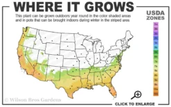 Tuskegee Crape Myrtle - 6 Pack Of 1 Gallon Pots -Outlet Leaf Echoes Store 7a 10a 2