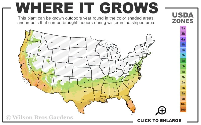 Purple Daydream Dwarf Loropetalum - 3 Gallon Pot 3 Purple Daydream Dwarf Loropetalum - 3 Gallon Pot - Image 3