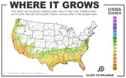 Maggie Cold Hardy Eucalyptus Tree (Eucalyptus Nova Anglica) - 2 Gallon Pot -Outlet Leaf Echoes Store 7a 10b 51