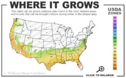 Twilight Purple Crape Myrtle - 5 Gallon Pot -Outlet Leaf Echoes Store 7a 9b 23