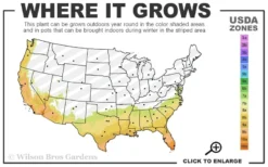 Katrinus Deluxe Lomandra - 1 Gallon Pot -Outlet Leaf Echoes Store 7b 10b