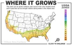 Center Stage Red Black Leaf Crape Myrtle - 3 Gallon Pot -Outlet Leaf Echoes Store 7b 9b 1