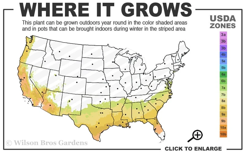 Center Stage Red Black Leaf Crape Myrtle -2 Gallon Pot 3 Center Stage Red Black Leaf Crape Myrtle -2 Gallon Pot - Image 3