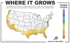 Bluey Cold Hardy Eucalyptus Tree (Eucalyptus Pulverulenta) - 3 Gallon Pot -Outlet Leaf Echoes Store 8a 11 8