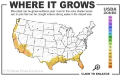 Lydia Tecoma - Esperanza - 1 Gallon Pot -Outlet Leaf Echoes Store 8b 11 1