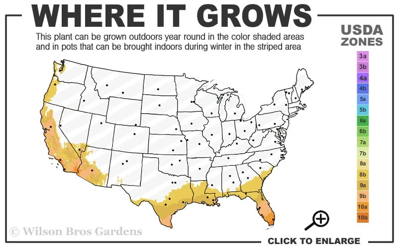 Dwarf Weavers Bamboo - Bambusa Textilis 'RG Dwarf' - 2 Gallon Pot 3 Dwarf Weavers Bamboo - Bambusa Textilis 'RG Dwarf' - 2 Gallon Pot - Image 3