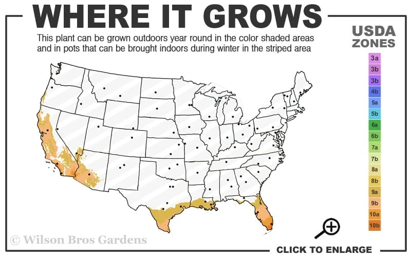 Little Lucky Hot Pink Lantana - 5 Pack Of Quart Pots 3 Little Lucky Hot Pink Lantana - 5 Pack Of Quart Pots - Image 3