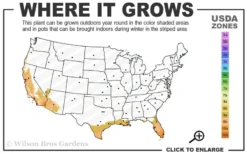 Little Lucky Peach Glow Lantana - 1 Gallon Pot -Outlet Leaf Echoes Store 9a 11 4