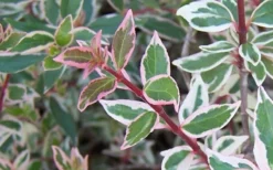 Confetti Dwarf Abelia - 3 Gallon Pot -Outlet Leaf Echoes Store Abelia Confetti Closeup