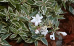 Confetti Dwarf Abelia - 3 Gallon Pot -Outlet Leaf Echoes Store Abelia Confetti White Flowers