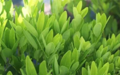 Ocala Yellow Anise (Illicium Parviflorum) - 3 Gallon Pot -Outlet Leaf Echoes Store Anise Ocala Foliage