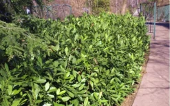 Ocala Yellow Anise (Illicium Parviflorum) - 3 Gallon Pot -Outlet Leaf Echoes Store Anise Ocala Hedge 5050