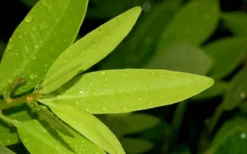 Ocala Yellow Anise (Illicium Parviflorum) - 3 Gallon Pot -Outlet Leaf Echoes Store Anise Ocala Leaves