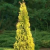 Yellow Ribbon Arborvitae (Thuja Occidentalis) - 3 Gallon Pot