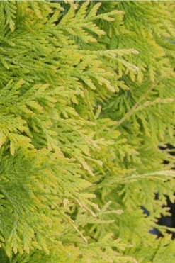 Yellow Ribbon Arborvitae (Thuja Occidentalis) - 1 Gallon Pot -Outlet Leaf Echoes Store Arborvitae Yellow Ribbon 2 1