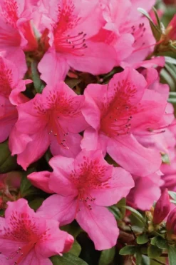 Pride Of Mobile Azalea - 6 Pack Of 1 Gallon Pots 8 Pride Of Mobile Azalea - 6 Pack Of 1 Gallon Pots -Outlet Leaf Echoes Store Azalea Pride Of Mobile 500x750 1