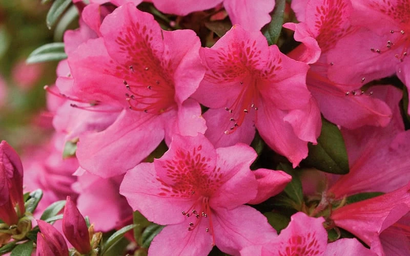 Pride Of Mobile Azalea - 6 Pack Of 1 Gallon Pots 5 Pride Of Mobile Azalea - 6 Pack Of 1 Gallon Pots - Image 5