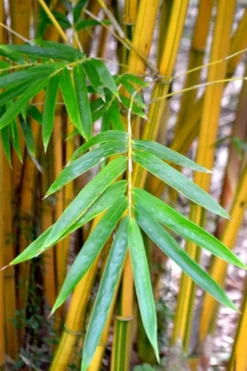 Alphonse Karr Golden Bamboo (Bambusa Multiplex) - 2 Gallon Pot -Outlet Leaf Echoes Store Bamboo Alphonse Karr 5