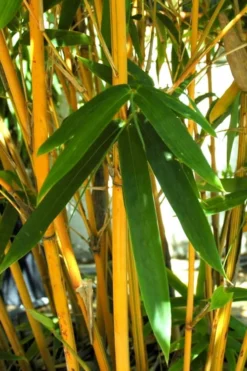 Alphonse Karr Golden Bamboo (Bambusa Multiplex) - 2 Gallon Pot -Outlet Leaf Echoes Store Bamboo Alphonse Karr 7