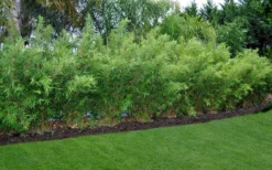 Alphonse Karr Golden Bamboo (Bambusa Multiplex) - 2 Gallon Pot -Outlet Leaf Echoes Store Bamboo Alphonse Karr 8